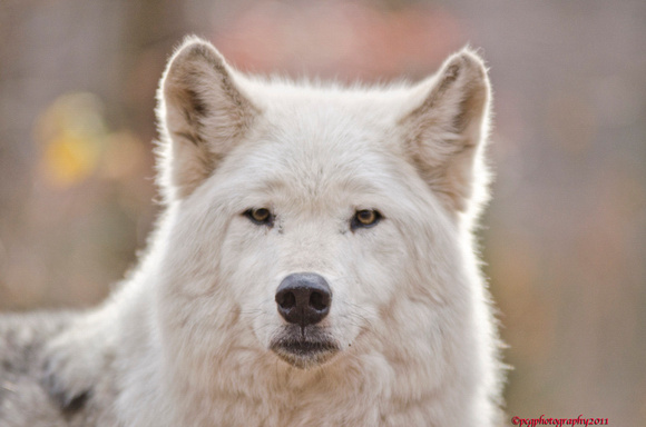 timber wolf  www.lakotawolf.com