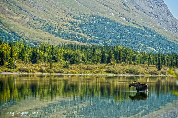 Moose in Red Rock Lake