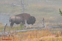 Bison in the Mist