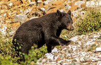 Wildlife of Glacier National Park