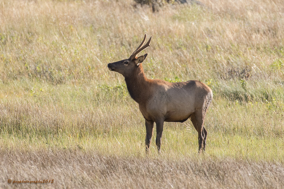 Young Spiked Elk