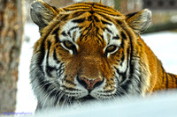 Amur (Siberian) tigers