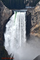 Yellowstone NP